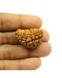 1 Mukhi Rudraksha 31.37 MM