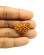 1 Mukhi Rudraksha 28.78 MM