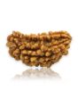 1 Mukhi Rudraksha 28.94 MM