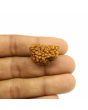 1 Mukhi Rudraksha 25.65 MM