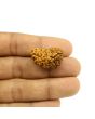 1 Mukhi Rudraksha 25.65 MM