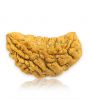 1 Mukhi Rudraksha 31 MM
