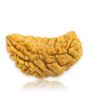1 Mukhi Rudraksha 31 MM