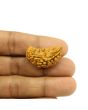 1 Mukhi Rudraksha 31 MM