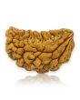 1 Mukhi Rudraksha 26.91 MM