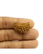 1 Mukhi Rudraksha 26.91 MM