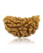 1 Mukhi Rudraksha 28.12 MM