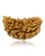 1 Mukhi Rudraksha 28.12 MM