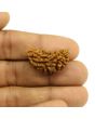 1 Mukhi Rudraksha 28.12 MM