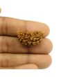 1 Mukhi Rudraksha 28.12 MM