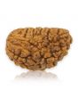 1 Mukhi Rudraksha 27.21 MM