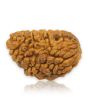 1 Mukhi Rudraksha 27.21 MM