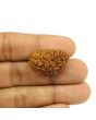 1 Mukhi Rudraksha 27.21 MM