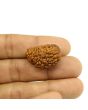 1 Mukhi Rudraksha 27.21 MM