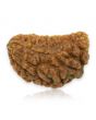 1 Mukhi Rudraksha 28.25 MM