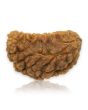 1 Mukhi Rudraksha 28.25 MM