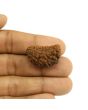 1 Mukhi Rudraksha 28.25 MM