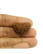1 Mukhi Rudraksha 28.25 MM