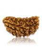 1 Mukhi Rudraksha 28.27 MM
