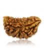 1 Mukhi Rudraksha 28.27 MM