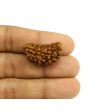 1 Mukhi Rudraksha 28.27 MM