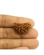 1 Mukhi Rudraksha 28.27 MM