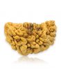 1 Mukhi Rudraksha 30.43 MM