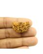 1 Mukhi Rudraksha 30.43 MM