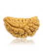 1 Mukhi Rudraksha 29.12 MM