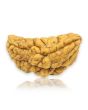 1 Mukhi Rudraksha 29.12 MM