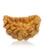 1 Mukhi Rudraksha 25.11 MM