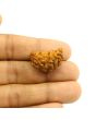 1 Mukhi Rudraksha 25.11 MM