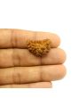 1 Mukhi Rudraksha 25.11 MM