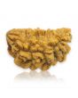 1 Mukhi Rudraksha 26.62 MM