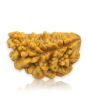1 Mukhi Rudraksha 26.62 MM