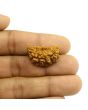 1 Mukhi Rudraksha 26.62 MM