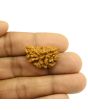 1 Mukhi Rudraksha 26.62 MM