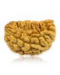 1 Mukhi Rudraksha 28.09 MM