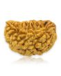 1 Mukhi Rudraksha 28.09 MM