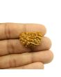 1 Mukhi Rudraksha 28.09 MM