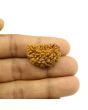 1 Mukhi Rudraksha 28.09 MM