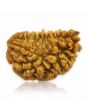 1 Mukhi Rudraksha 24.61 MM