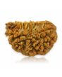 1 Mukhi Rudraksha 24.61 MM