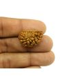 1 Mukhi Rudraksha 24.61 MM