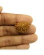 1 Mukhi Rudraksha 24.61 MM