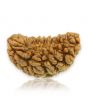 1 Mukhi Rudraksha 29.74 MM