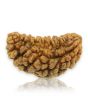1 Mukhi Rudraksha 29.74 MM