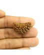 1 Mukhi Rudraksha 29.74 MM