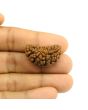 1 Mukhi Rudraksha 29.74 MM
