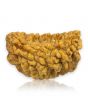 1 Mukhi Rudraksha 26.88 MM